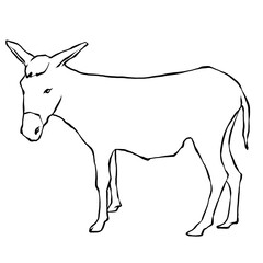 illustration of a donkey