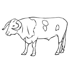 illustration of an striped cow