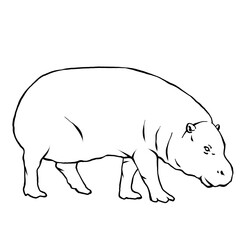 hippopotamus illustration
