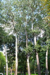 poplar trees with green leaves in summer in the park, trees in summer forest