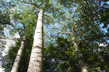Fototapeta premium poplar trees with green leaves in summer in the park, trees in summer forest