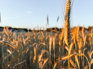 Wheat field in sunrise light