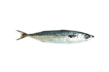 Mackerel fish isolated on white background, Seafood, Saba fish