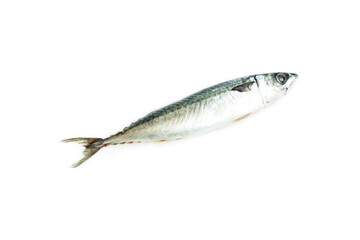 Mackerel fish isolated on white background, Seafood, Saba fish