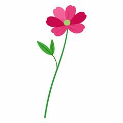  Cosmos flower stick with green leaves vector art