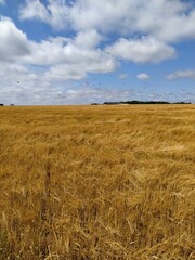 Barley's field