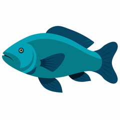 Humphead Wrasse fish vector artwork