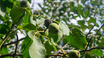 A green nut hangs on a branch with green leaves