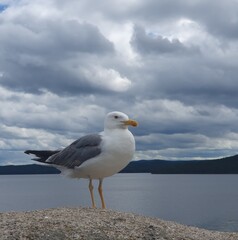 seagull on the beach