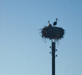Störche im Nest, no people, free space