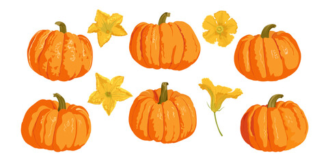 Pumpkins  and bud of pumpkin plant set isolated on white background. Hand drawn simple autumn vector set.