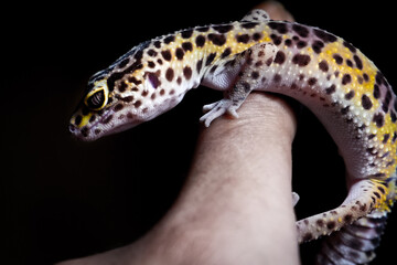 Hands holding a leopard gecko