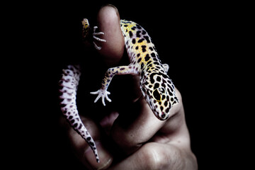 Hands holding a leopard gecko