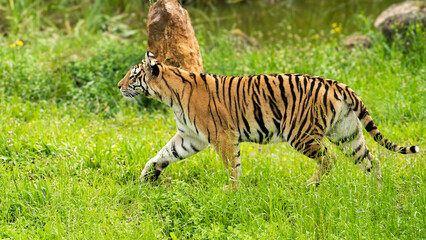 Majestic tiger standing tall, surveying its surroundings with intense focus. The powerful predator is captured in a natural setting, showcasing its strength and grace. Perfect for wildlife and nature-