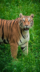 Majestic tiger standing tall, surveying its surroundings with intense focus. The powerful predator is captured in a natural setting, showcasing its strength and grace. Perfect for wildlife and nature-