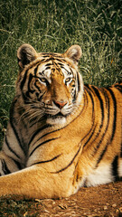 Majestic tiger lying down, attentively observing its surroundings in the wild. The image captures the tiger's powerful gaze and serene posture, showcasing the beauty and strength of this endangered 