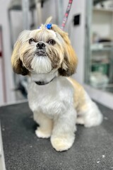 Shih Tzu puppy with medium long hair white with red spots after haircut and bathing with blue bow on head sits on black table for grooming. front view. grooming salon