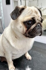 Pug dog sitting on black grooming table during hair removal . Short-haired beautiful purebred dog . grooming . dog hair removal . grooming process for pug in grooming salon side view