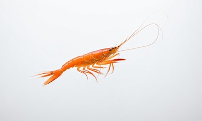 Orange shrimp isolated on white background