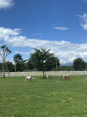 Obraz premium Flock of sheep in the meadow