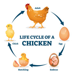 Life cycle of chicken illustration, transparent background. Labeled educational hen process from egg, embryo to hatchling and chick. Animal growth stages explanation from biological aspect. © VectorMine