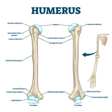 Humerus bone labeled illustration diagram, transparent background. Long bone type in the upper arm. Skeleton anatomy scheme with greater tubercle, deltoid tuberosity, medial epicondyle.