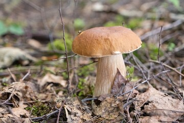 Porcini mushroom growing in forest floor