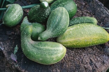 Freshly harvested cucumbers on wooden surface