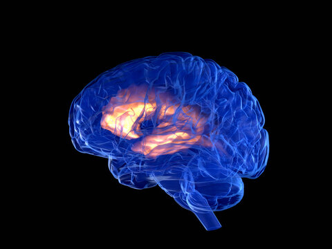 Human brain
