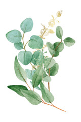 Watercolor bouquet with green and gold eucalyptus branches, isolated on a white background