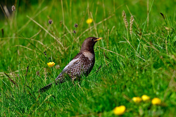 Ringdrossel // Ring ouzel (Turdus torquatus) 