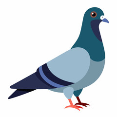 Illustration of a Urban pigeon