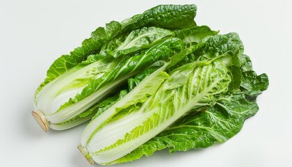 fresh lettuce on a white background