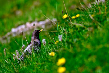 Ringdrossel // Ring ouzel (Turdus torquatus) - Prokletije, Montenegro