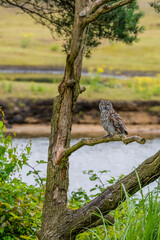 Eule auf Baum