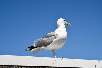white old seagull standing on a pier in England
