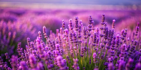 Obraz premium Lavender purple field of lavender fragrant fields on background, lavender, purple, field, fragrant, flowers, nature