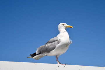 white old seagull standing on a pier in England