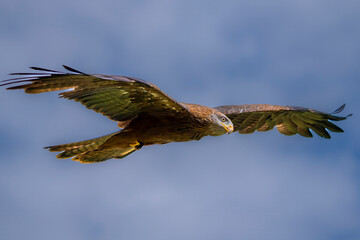 Raubvogel im Flug