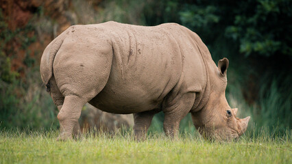 Obraz premium Majestic white rhinoceros grazing on lush grass, its powerful form highlighted as it observes its natural surroundings. A stunning wildlife capture, perfect for conservation, nature, and educational p