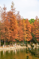 Yellowing leaves of trees in summer park