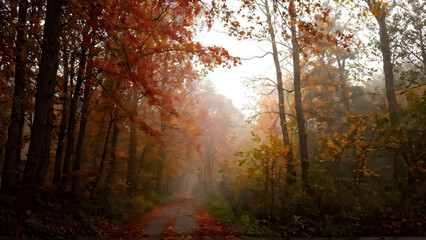 autumn forest in the morning