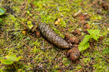 Fir cone on the ground in forest. Spruce forest. Seeds of fir cones
