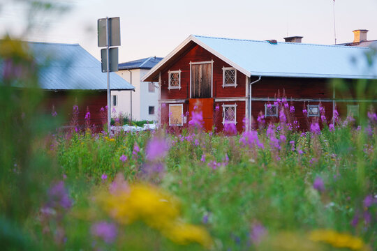Generic swedish red house (barn) in the middle of a vibrant purple blooming fireweed meadow. Malung, Dalarna, Sweden. Blurred fireweed in foreground.