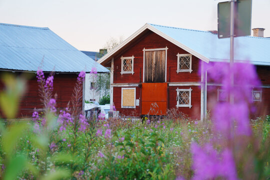 Generic swedish red house (barn) in the middle of a vibrant purple blooming fireweed meadow. Malung, Dalarna, Sweden. Blurred fireweed in foreground.
