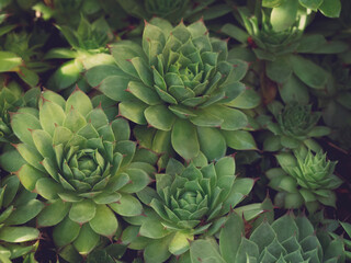 Obraz premium Many Beautiful succulent plants in outdoors. Echeveria cactus plant leaves close up texture. Into the sunbeam. 