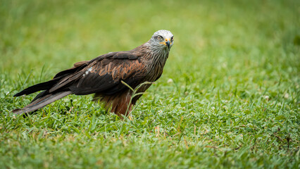 Close-up of a majestic Red Kite perched on the grass, showcasing its striking plumage and sharp gaze. Ideal for wildlife photography, nature conservation, and educational projects highlighting birds 