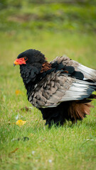 Close-up of a majestic Bateleur Eagle perched on grass, showcasing its striking black, brown, and red plumage. Perfect for wildlife, nature, and birdwatching projects, highlighting the beauty of rapto