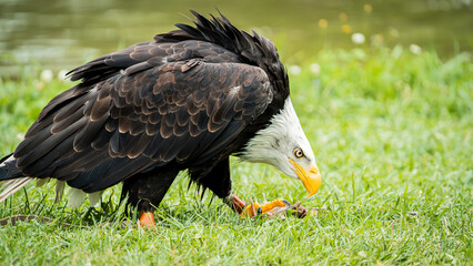 Stunning close-up of a bald eagle perched majestically on a tree branch. The sharp gaze and powerful stance of this iconic bird symbolize strength and freedom. 