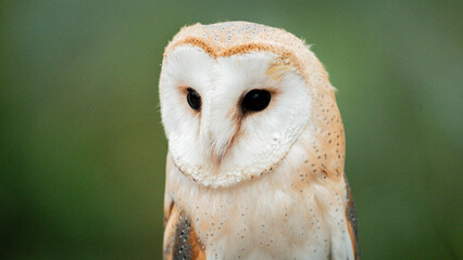 Close-up of a Common Barn Owl perched gracefully. Its distinctive heart-shaped face and mottled feathers are clearly visible, showcasing its beauty in a serene, natural setting.